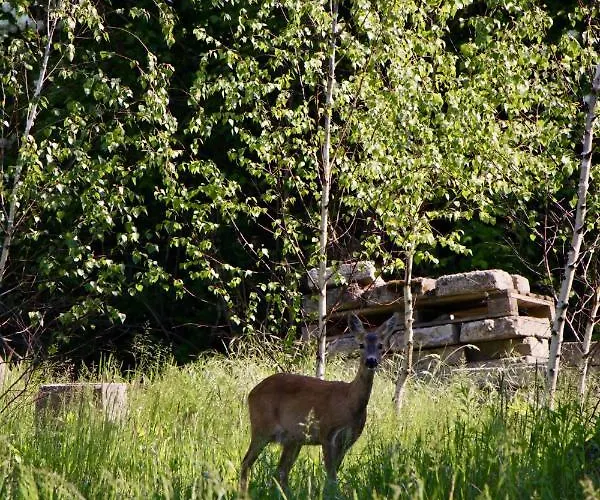Garden Loft Alloggio per agriturismo Roczyny